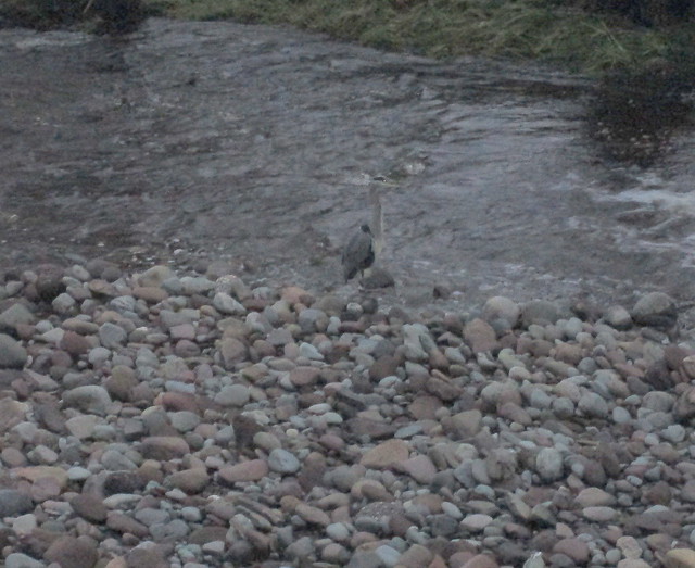 Heron at Bridge of Allan