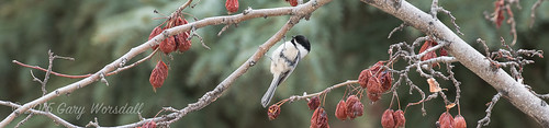 canada bird blog edmonton wildlife header alberta cropped kingman
