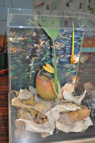 Model of Nepenthes bicalcarata