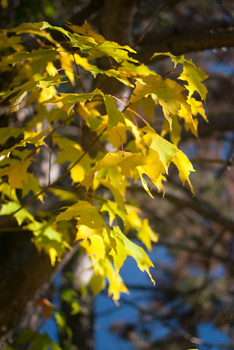 blue autumn trees brown green leaves yellow flora october michigan 2015 whitecloud sooc d3000