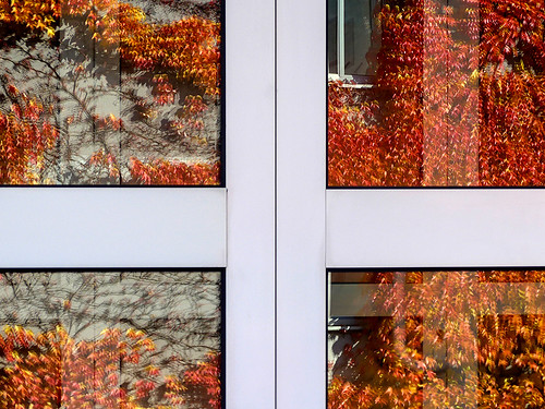 autumn red reflection window wine