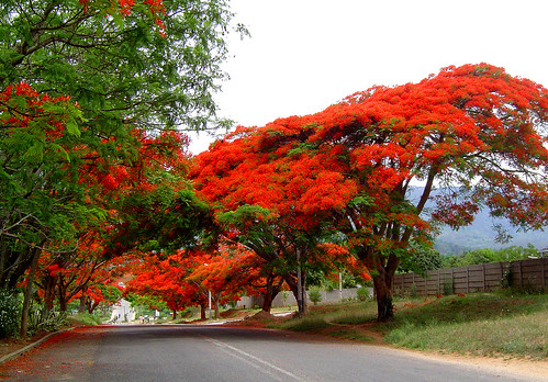africa trees red flora zimbabwe delonixregia fabaceae delonix mutare caesalpinioideae