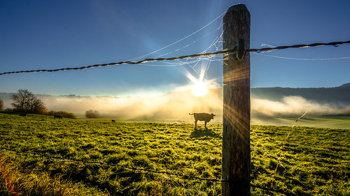 autumn misty fog sunrise fence landscape bayern bavaria kuh cow nebel herbst wiese zaun landschaft sonne sonnenaufgang sonnenstrahlen morgens dunst allgäu