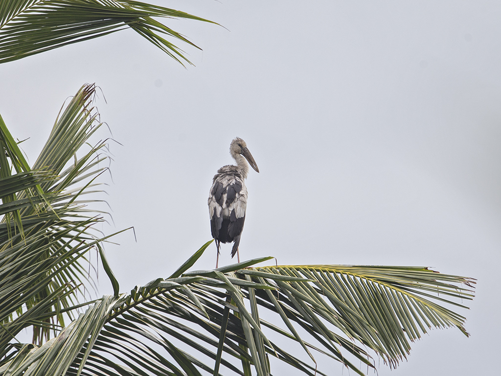 Open-billed Stork   Sri Lanka