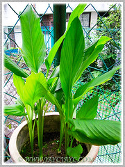 Curcuma longa plants (Turmeric, Common Turmeric, Indian Saffron, Curcuma), Aug 5 2010