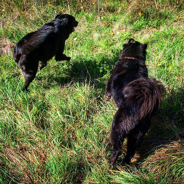 Dog butts! Dog butts on the run! I like how Bear Cub's tail looks like a question mark.