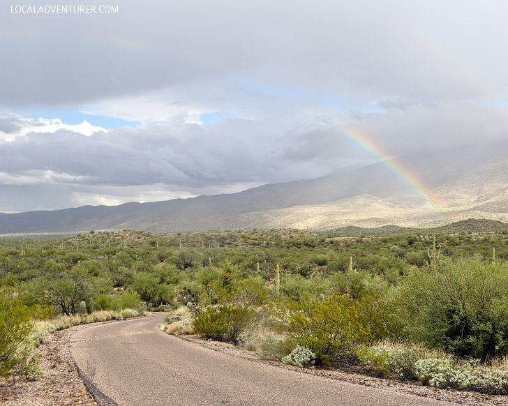 Cactus Forest Drive (11 Beautiful Things to Do in Saguaro National Park).