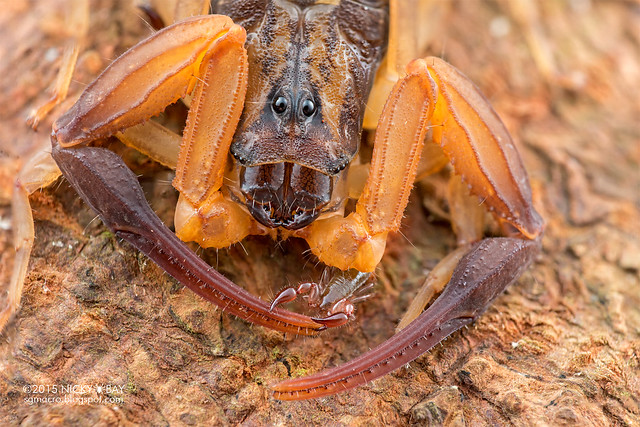 Pseudoscorpion on bark scorpion (Lychas scutilus) - DSC_0993