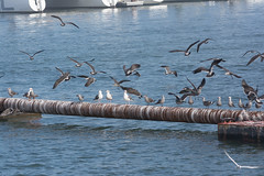 Birds Landing in Santa Cruz Harbor