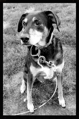 Lapdog Creations coonhound senior dog