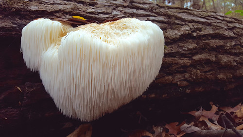 white mushroom fungus spines fruitingbody hericium hericiumerinaceus hericiaceae