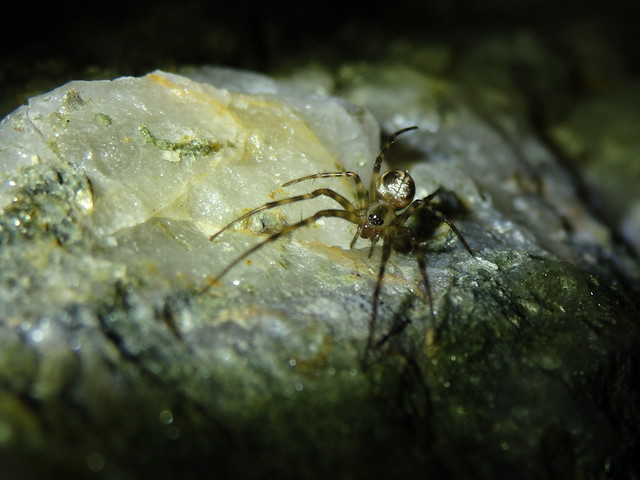 cave spider linville gorge