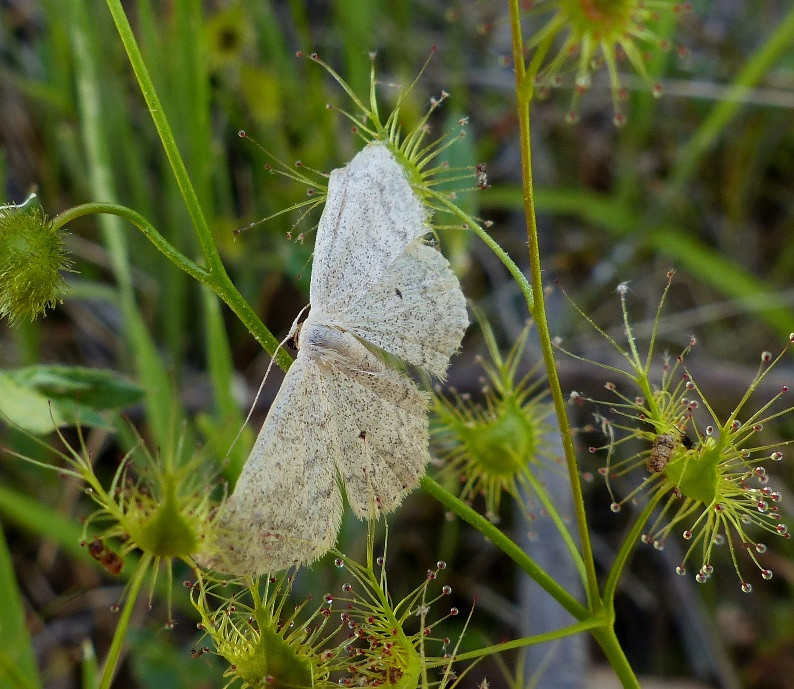 Moth on Sundew 1