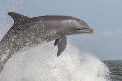 Atlantic Bottlenose Dolphin