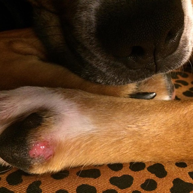 Thomas injured one of his paw pads. #dogs #boxerdog #woefoot