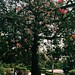 #cherryblossom #trees #sunday #gardenoffivesenses #delhi #2016 #winter