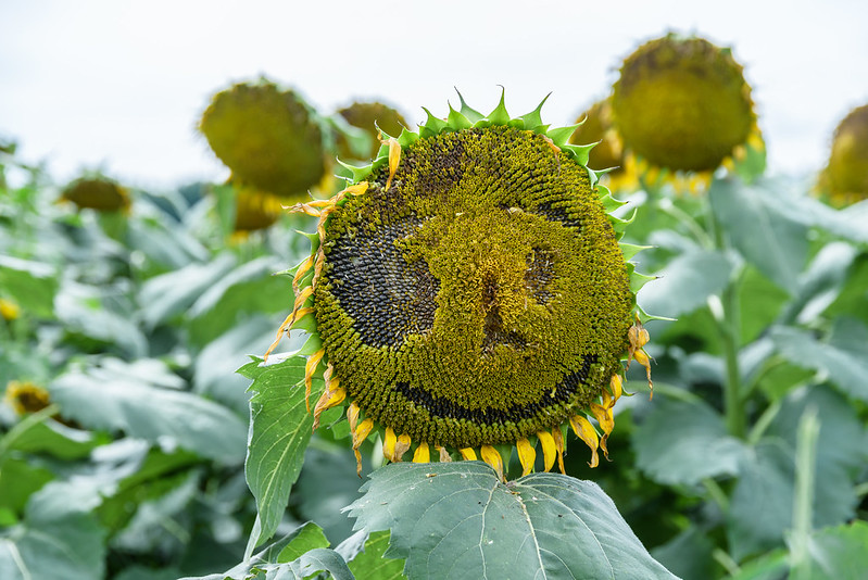 Sunflower of the smile