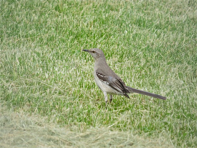 Northern Mockingbird at the Kenneth L. Schroeder Wildlife Sanctuary in McLean County, IL 02