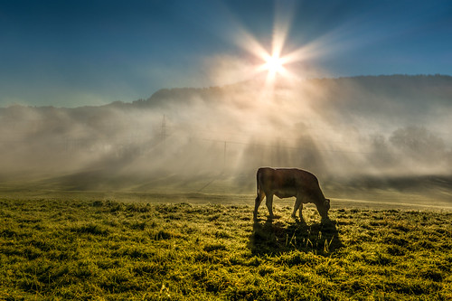 autumn mist misty fog landscape kuh cow weide nebel herbst gras rays sunrays sonnenaufgang sonnenstrahlen morgens