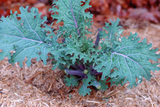 Red Russian kale from the garden by Eve Fox, the Garden of Eating, copyright 2015