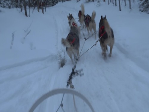 winter dog snow dogs hiver nieve sledding invierno shoeing frio snowmobile niege froide