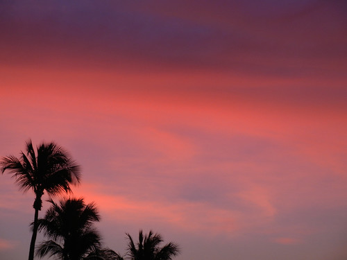 sky cloud tree beach silhouette sunrise florida palm bonitasprings 2015 project52