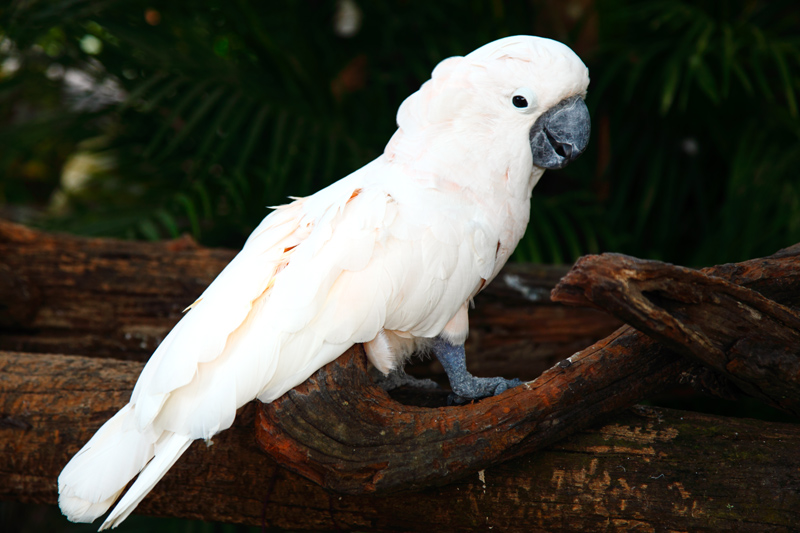 Tharnthong Lodge Resident Parrot