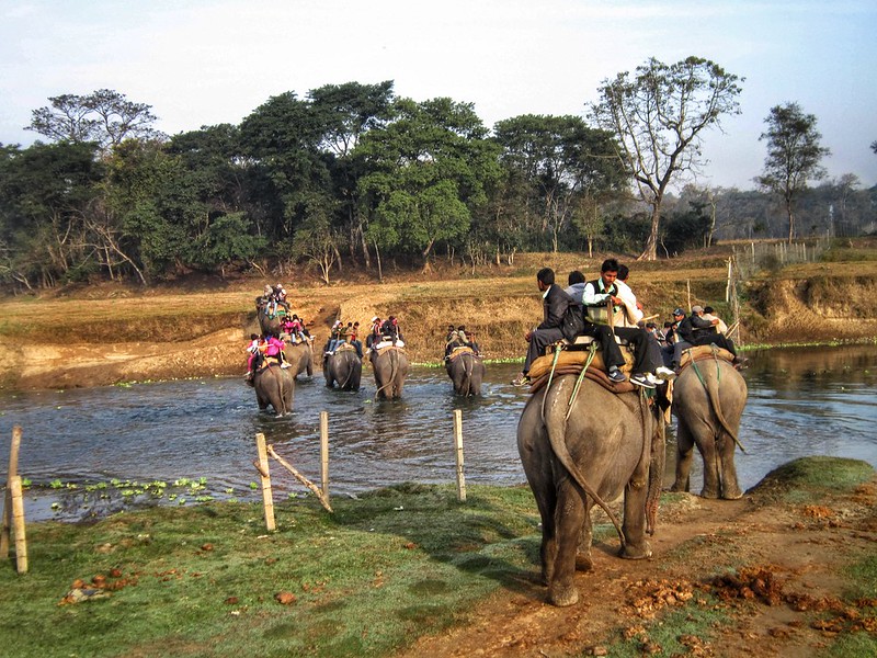 Elephant tour group in Chitwan, Nepal