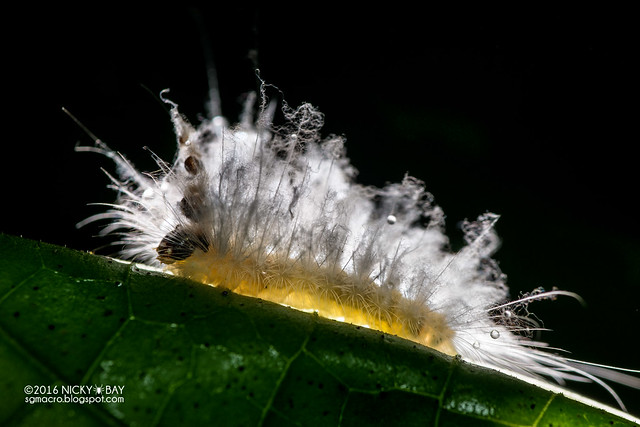 Mad haterpillar (Sarbena lignifera) - DSC_1000