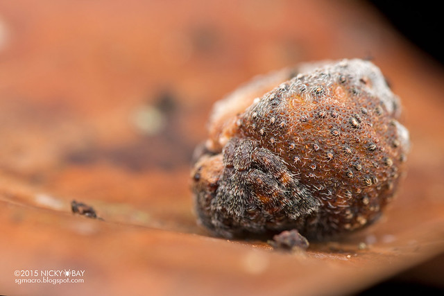 Roly poly orb weaver (Xylethrus scrupeus) - DSC_4473