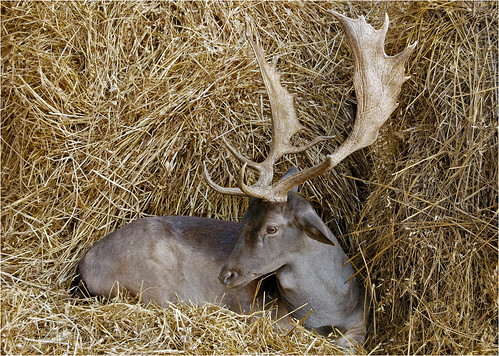 newcastle deer antlers fallowdeer buck fallow d40 nikond40 youngcounty