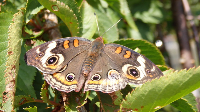 Common buckeye moth (Junonia coenia) Linville Gorge
