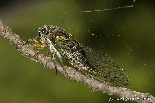 ontario cicada spiderweb naturephotography macrophotography insecta skunksmisery middlesexco hemipteratruebugs photographerjaycossey