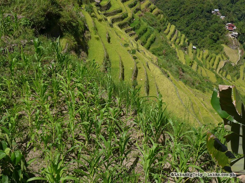 Going around Batad Rice Terraces and Tappia Falls