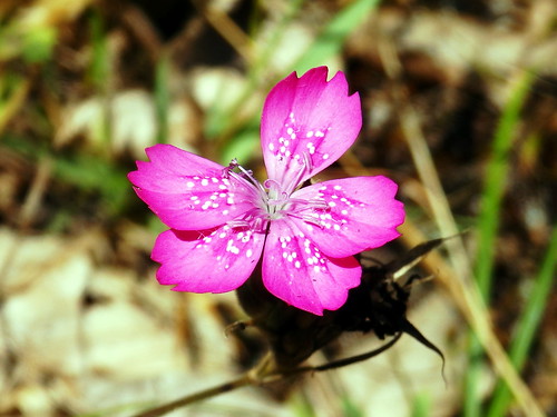 flower macro unidentifiedplant greece katerini λουλούδι κατερίνη πιέρια δίανθοσ