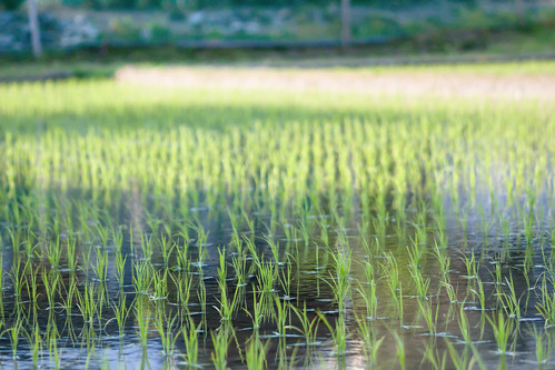 macro water field japan rural canon town rice 100mm ofunato 2013 t4i infinitedivide jamespatrus