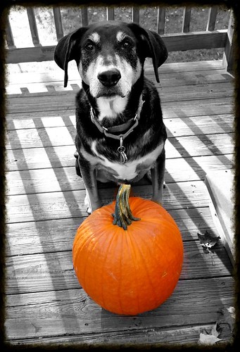 Lapdog Creations pumpkin dog fall