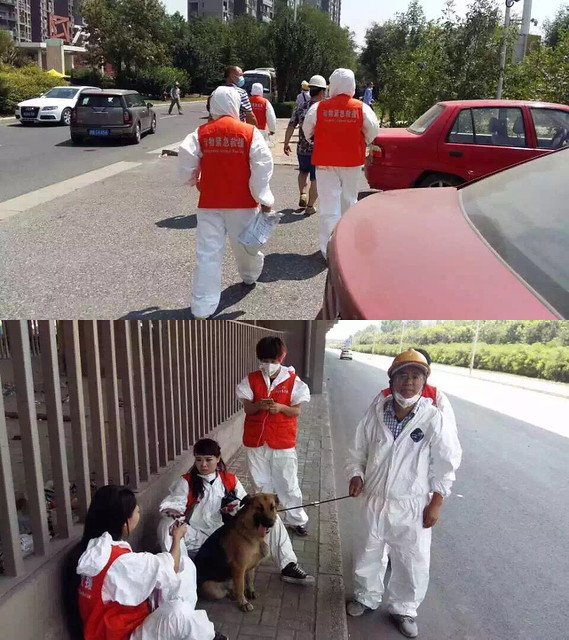 Volunteers were finding homeless dogs and cats after the disaster