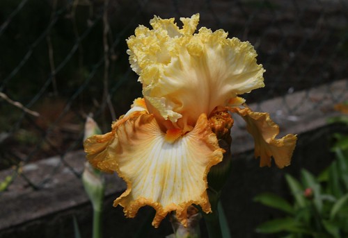  Nos Iris : floraisons 2012 - Page 2 21244188095_5edb352641