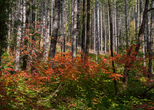 autumn color fall oregon landscape maple fallcolors autumnleaves alseafalls alsea vinemaple alseariver bentoncounty martinjones redvinemaple nikond5000