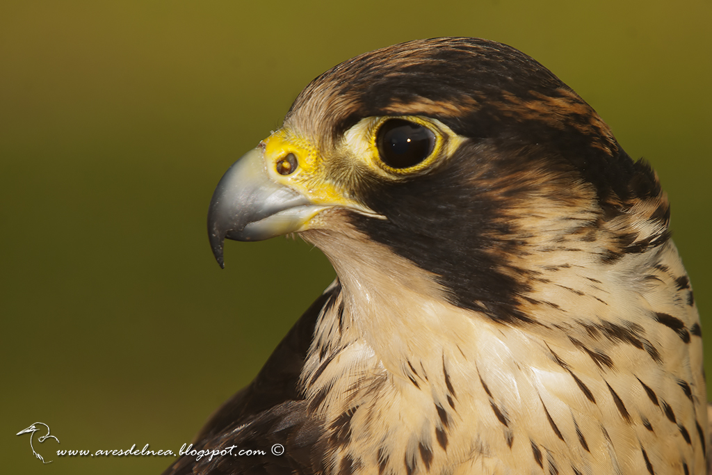 Halcón peregrino (Peregrine Falcon) Falco peregrinus