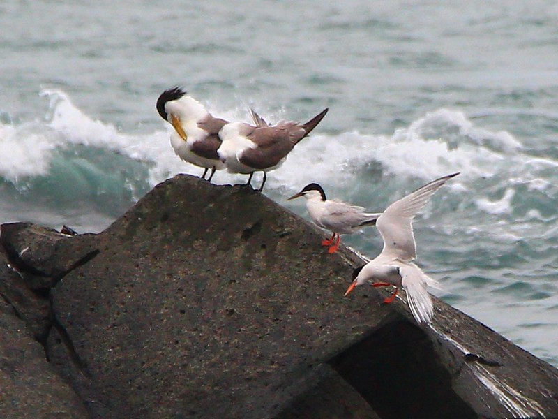 IMG_3236 鳳頭燕鷗與紅燕鷗 Greater Crested Terns and Roseate Terns