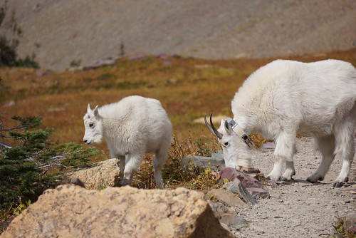 glacier mountain goats