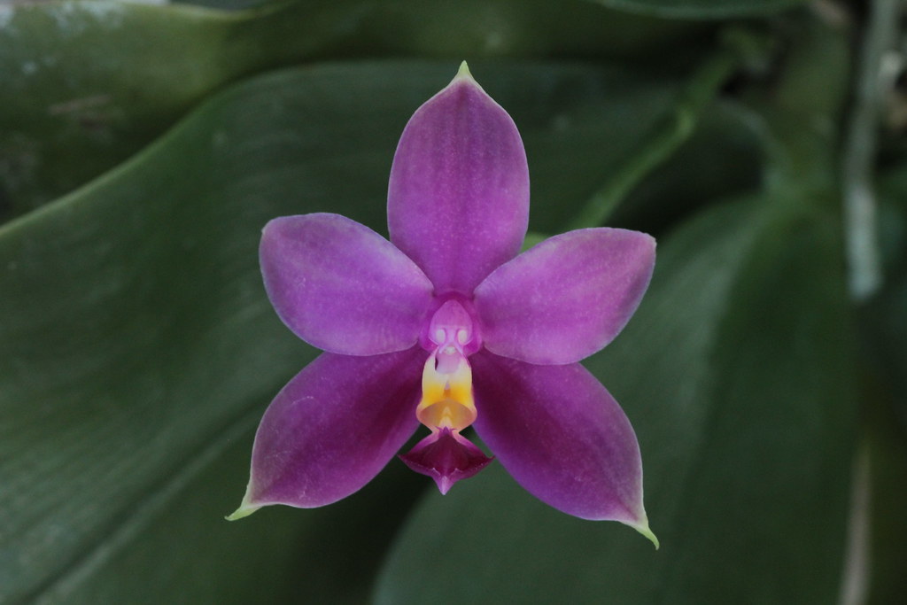 Phalaenopsis bellina x violacea coerulea indigo 22640978616_57895853e0_b