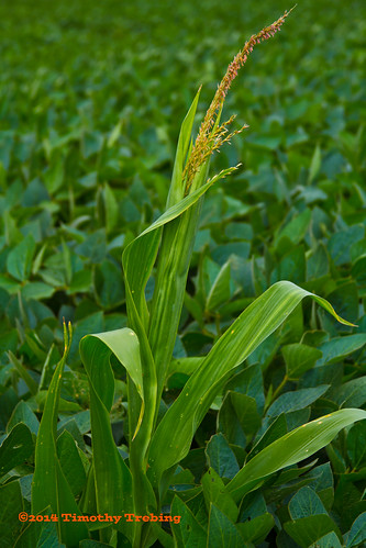 nature field rural landscape photography beans corn farm