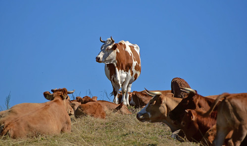 paysages alsace vosges france etang animalières bovins vaches