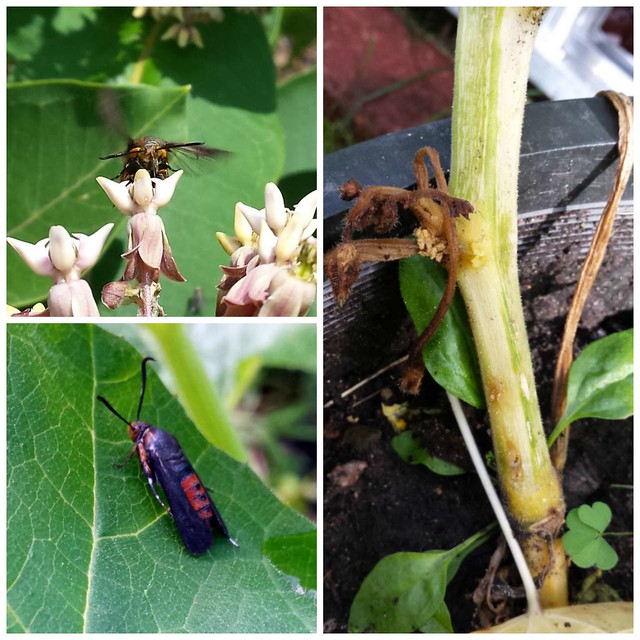 squash vine borer from the front and top, and a vine that is dying