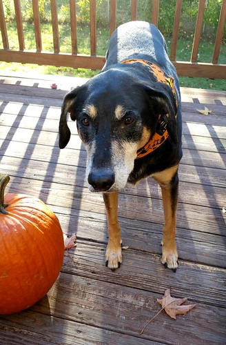 Lapdog Creations fall Halloween coonhound