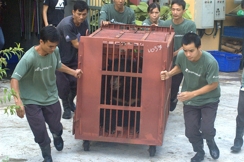 The bear is transferred to the veterinary hospital for health check 2