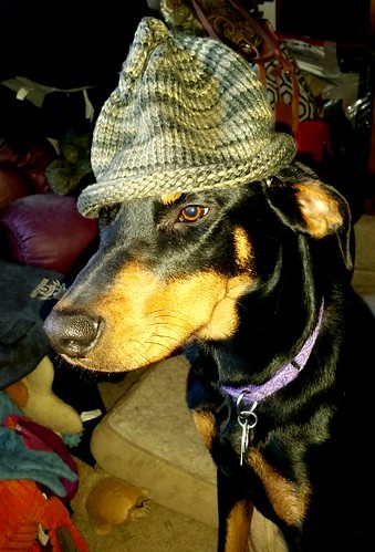 Doberman Puppy wearing handknit baby hat - Lapdog Creations